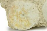 Three Fossil Sand Dollars (Scutella) - France #264722-2